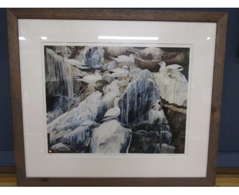 David Killick ltd edition 5/50 print of nesting Gannets 71x62cm