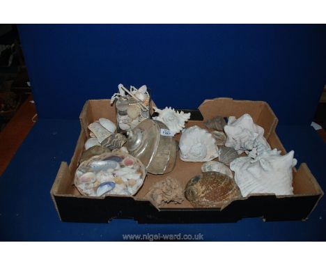 A box of Seashells including Conch, Pearl turbo, etc.