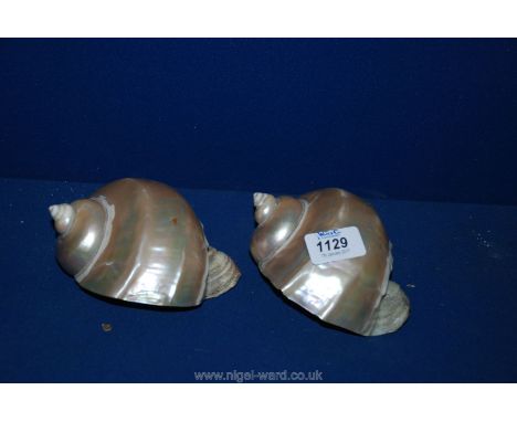 Two polished striped pearl Turbo Shells.
