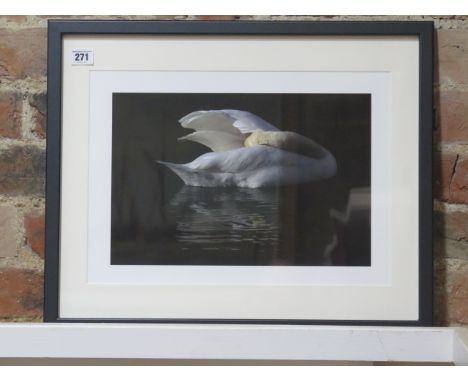 A photographic print of a swan on water, frame size 43cm x 53cm, printed on archival paper on acid free mount, in new conditi