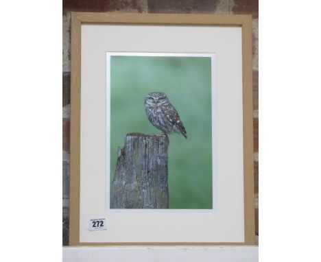 A photographic print of a Little Owl, frame size 43cm x 33cm, printed on archival paper on acid free mount, in new condition 