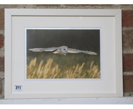 A photographic print of a Barn owl in flight, frame size 34cm x 44cm, printed on archival paper on acid free mount, in new co