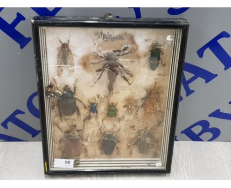 VINTAGE FRAMED MALAYSIAN BEATLES AND BUGS TO INCLUDE  SCORPION, CICADA AND LEAF HOPPER ETC