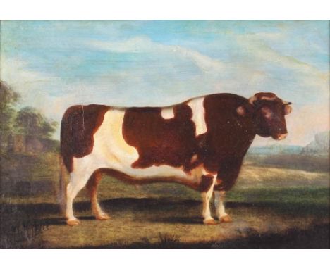 J. Whitmore, study of a short horn bull in rural landscape, signed oil on canvas laid on board, 24cm x 35cm