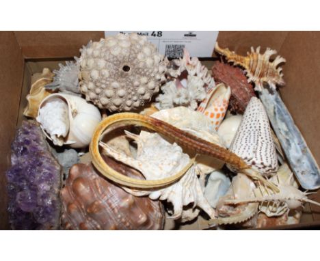 A comb murex, two cone shells, a conch shell and a number of other shells, mineral samples, etc