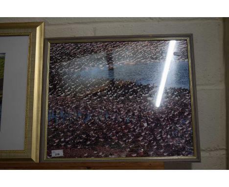 Photographic print Oyster Catchers and wading birds