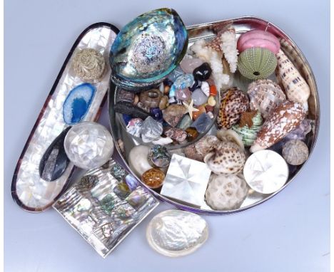 A box of shells etc 