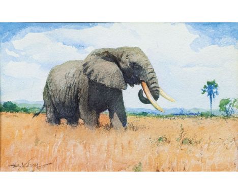 Wilhelm Kuhnert (Oppeln 1865 - Flims/CH 1926). Elefant. Aquarell, 11 x 17,5 cm, l. u. sign. Wilh. Kuhnert, verso vom Künstler