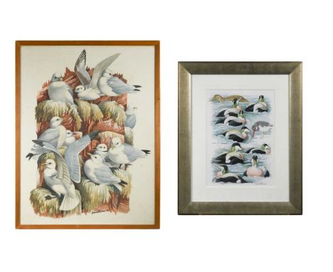 Kittiwakes nesting, Dunbar, Scotlandsigned and dated 'David Binns 70' (lower right)watercolour and pencil on paper65 x 49.5cm