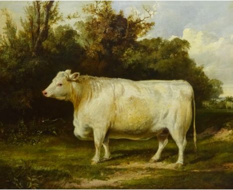 English School (19th century): Portrait of a Whitebred Shorthorn Heifer in Landscape setting, oil on canvas indistinctly sign