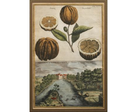 Antiker Kupferstich, Orangen und Haller-ThürleinIllustration zum Lexikoneintrag der Orangenfrucht ("Aranzi") sowie Ansicht de