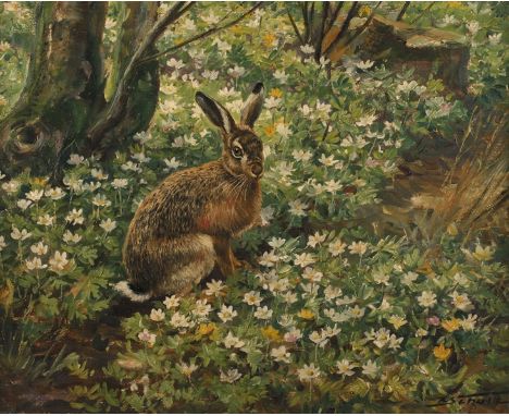 R. Scholz, Feldhase mit Buschwindröschensonnige frühlingshafte Waldlandschaft mit jungen Feldhasen inmitten blühender Buschwi