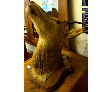 Taxidermy - a model of a stags head.