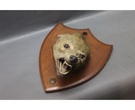 Taxidermy - Van Ingen Mysore Bangalore Hunt Club jackal mask, mounted on wooden shield.  Shield 31 cm, with inset Bangalore H