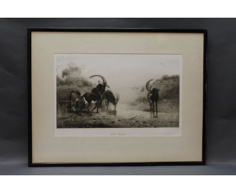 Archibald Thorburn a black and white print "Sable Antelope", by the Swan Electric Engraving Company, 24 cm x 41 cm, framed an