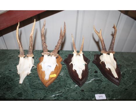Three mounted hunting trophies and one unmounted 