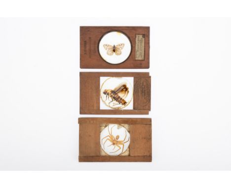 Collection of Magic Lantern Entomology Slides, Comprising of 3 wooden framed slides of actual insects including a mahogany fr