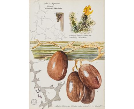Fungi.- Mycetozoa, album of 19 detailed watercolours of mycetozoa, manuscript list of illustrations at beginning, all on Roya