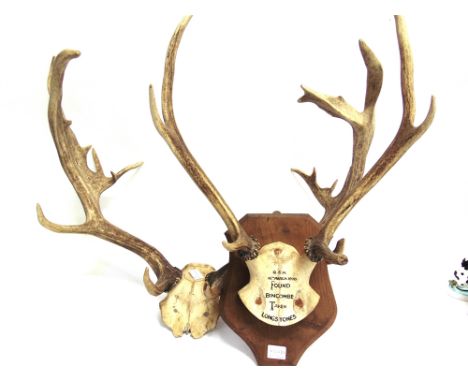 A PAIR OF ANTLERS the skull mount with painted inscription, Q.S.H., 16th March 1970, bound Bincombe taken Longstones, on a sh