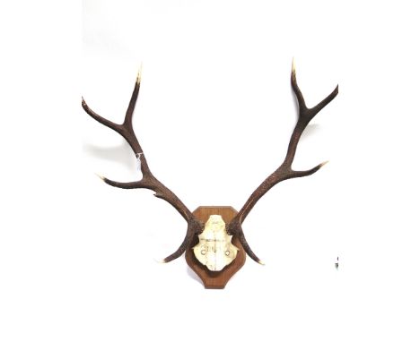 A PAIR OF ANTLERS skull mount, with painted inscription 8th October 2000, Cregan Reamhar, Cluny Castle, on a shaped wooden sh