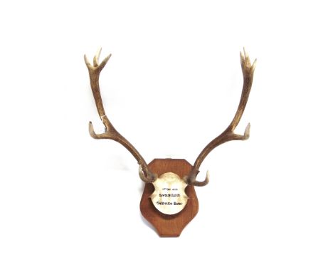 A PAIR OF ANTLERS skull mount with painted inscription, 13th Oct 1977, Bowside Lodge, Saobhaidh Burn; on a shaped wooden shie
