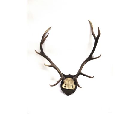 A PAIR OF ANTLERS on a shaped wooden shield for wall hanging, the skull mount inscribed, 18-10-1917, Wolf Rock, the date repe