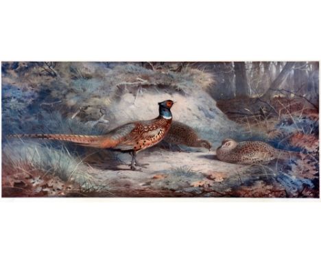 AFTER ARCHIBALD THORBURN Study of Pheasants, a Cock and Two Hens, colour print, 30 x 52cm