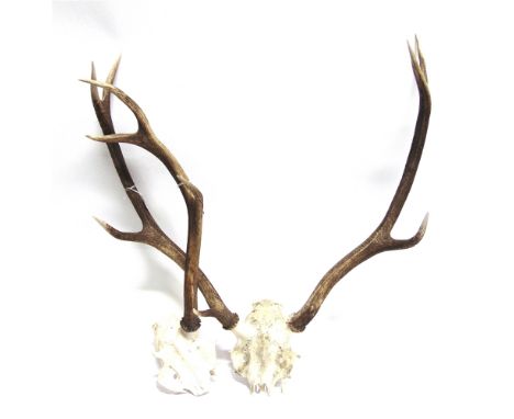 A PAIR OF ANTLERS skull mount, 72cm high, 65cm wide and a single antler, skull mount, 641cm high (2)