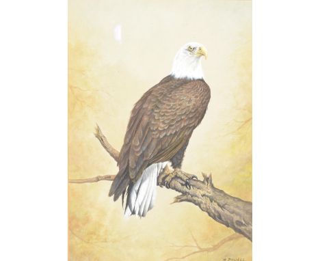 Michael Powell English 20th Century - Royal Worcester Artist - A hand painted oil on canvas painting depicting a bald America