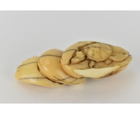 A Japanese Edo period 18th century, ivory netsuke, of a tortoise sheltering in one of three stacked seashells, 6cm l 
