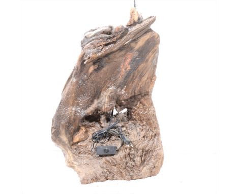 A natural form root wood lamp base, 55cm.
