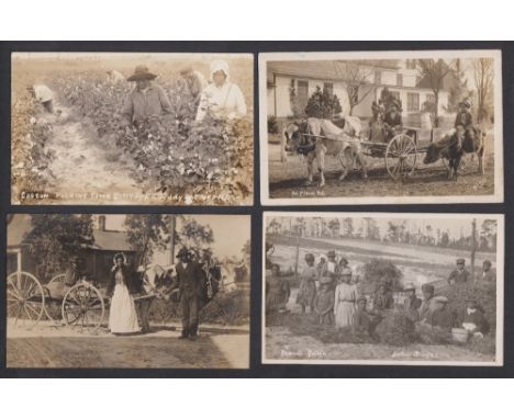 Postcards, USA, Social History, Black America, 4 RPs, Southern Pines North Carolina, Cotton picking, Ox cart (x2, different) 