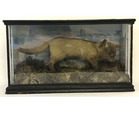 A vintage cased taxidermy of a fox cub.   Case size approx. 40cm x 70cm.