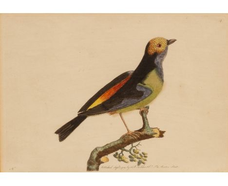 Shaw &amp; Nodder (pub)/Birds/hand coloured print and six others CONDITION REPORT: Condition information is not usually provi