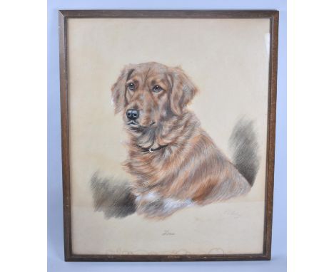 A Framed Watercolour of a Golden Retriever, "Tina" by K C Brown, Signed, Numbered and Dated 1949, 63.5x52cm 