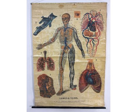 W. & A. K. JOHNSTON'S SERIES OF ANATOMY CHARTS, LUNGS & VEINS (Plate 3) roller map143cm x 100