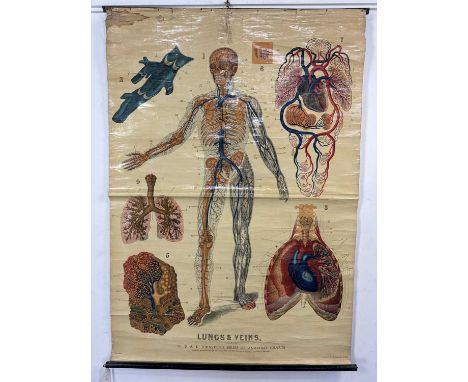 W. & A. K. JOHNSTON'S SERIES OF ANATOMY CHARTS, LUNGS & VEINS (Plate 3) roller map