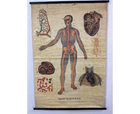W. & A. K. JOHNSTON'S SERIES OF ANATOMY CHARTS, HEART & ARTERIES (Plate 2) roller map143cm x 100cm