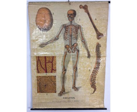W. & A. K. JOHNSTON'S SERIES OF ANATOMY CHARTS, SKELETON (Plate 1) roller map143cm x 100cm