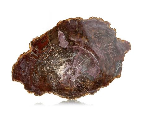 PETRIFIED / FOSSILISED TREE TRUNK SPECIMEN, POSSIBLY TRIASSIC PERIOD slice section, displaying attractive grain39cm wide Dime