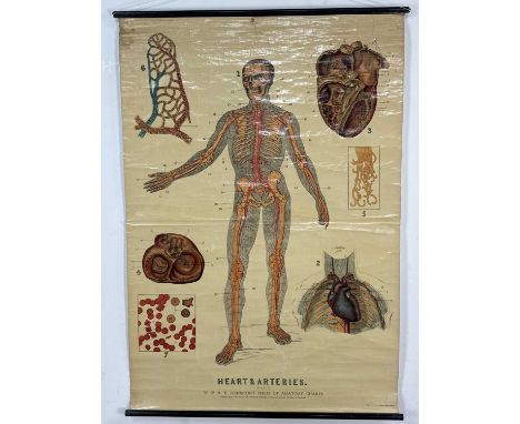 W. & A. K. JOHNSTON'S SERIES OF ANATOMY CHARTS, HEART AND ARTERIES (Plate 2) roller map143cm x 100cm