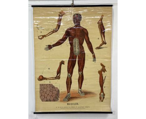 W. & A. K. JOHNSTON'S SERIES OF ANATOMY CHARTS, MUSCLES (Plate 4) roller map