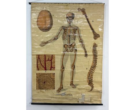 W. & A. K. JOHNSTON'S SERIES OF ANATOMY CHARTS, SKELETON (Plate 1) roller map143cm x 100