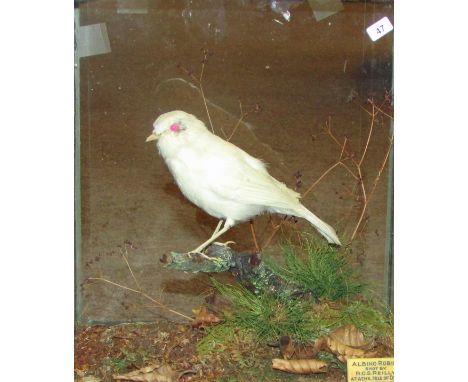 CASED ALBINO ROBIN in naturalistic setting (shot by R O S Reilly at Acha, Isle of Coll, Argyll 12 Oct 1929) by Rowland Ward o