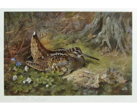 ARCHIBALD THORBURN (1860-1935, BRITISH) ‘Woodcock’ coloured print, published by W F Embleton 1933, signed in pencil to lower 