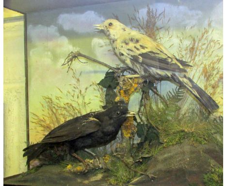 CASED BLACKBIRD AND PIED BLACKBIRD in naturalistic setting by W K Dillistone of Swaffham 14 x 17 x 6 ins (A/F) £30-£40 