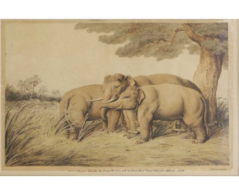 After Samuel Howitt 'Decoy Elephants Catching a Male', from Captain Williamson's 'Oriental Field Sports'inscribed on mount, w