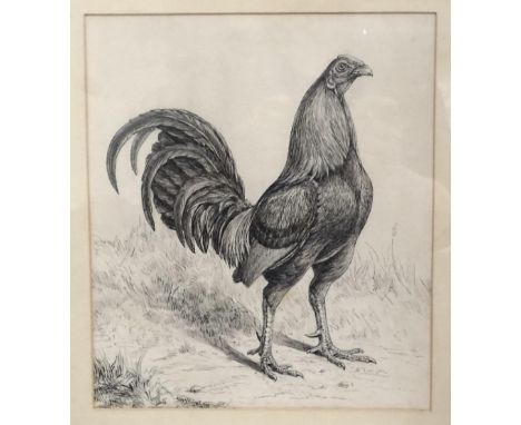 Herbert Atkinson, 'A game cock', pen and ink drawing, signed, 25 x 21.5cm, indistinctly-inscribed on letter verso, together w