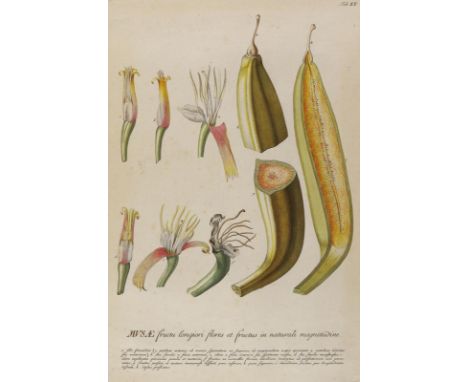 Bananenstaude.: Musae fructu longior Flores et fructus... Taf. XX. Kolor. Kupferstich aus Trew, Plantae selectae um 1760. Plg