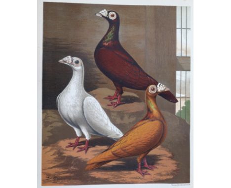 Fulton,R.: The illustrated book of Pigeons, with standards for judging. London, Paris u. New York, Cassell Petter &amp; Galpi